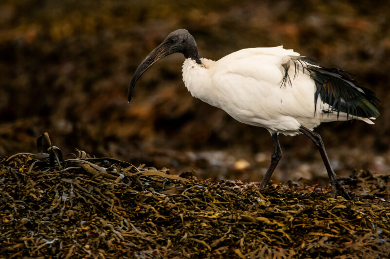 Ibis sacré en Loire-Atlantique
